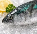 Spotted Spanish Mackerel_Tenggiri Bunga_花鲛 2.webp
