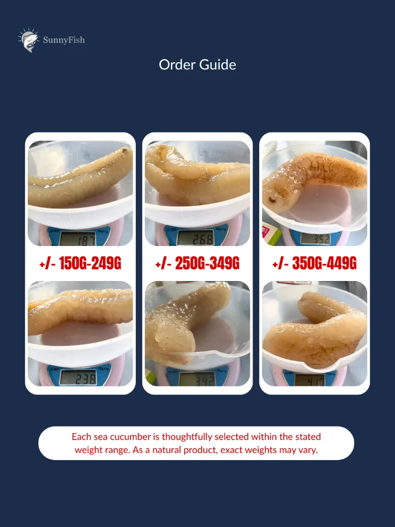 Size Option sea cucumber.webp