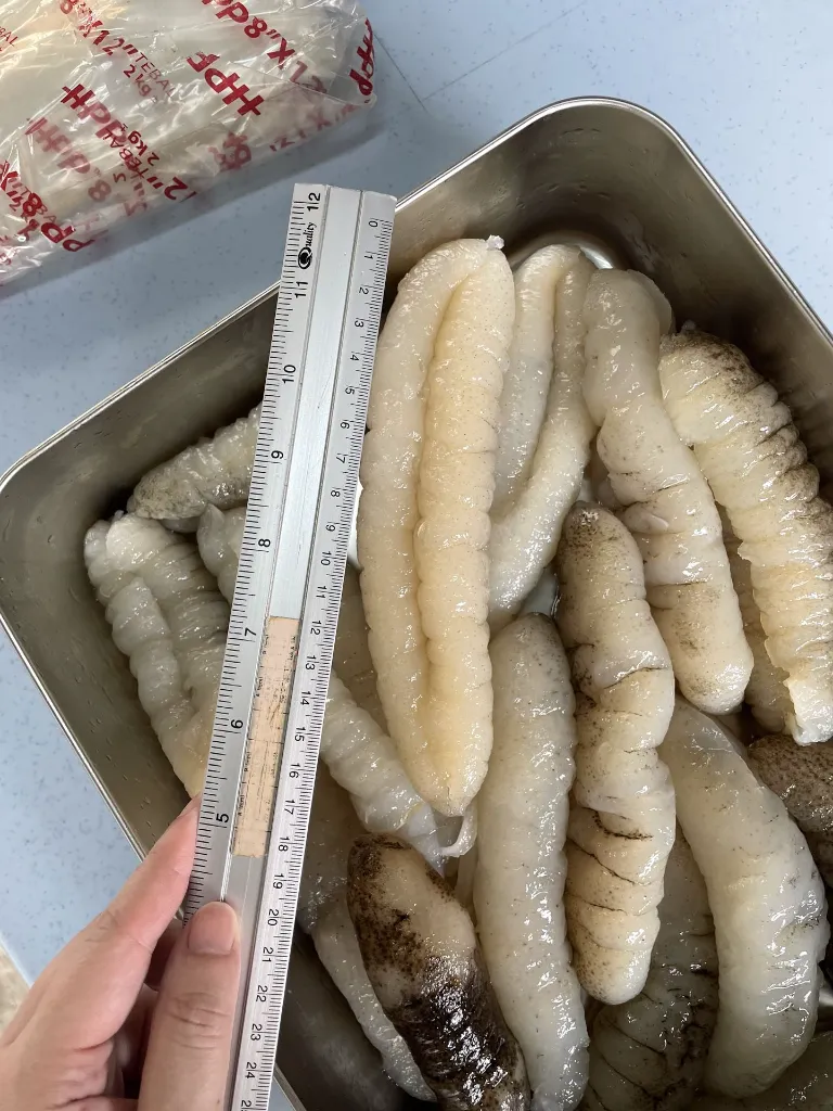 IMG_9264_Sea cucumber.webp