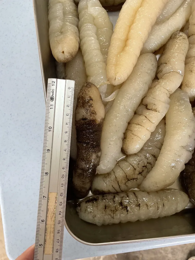 IMG_9265_Sea Cucumber.webp