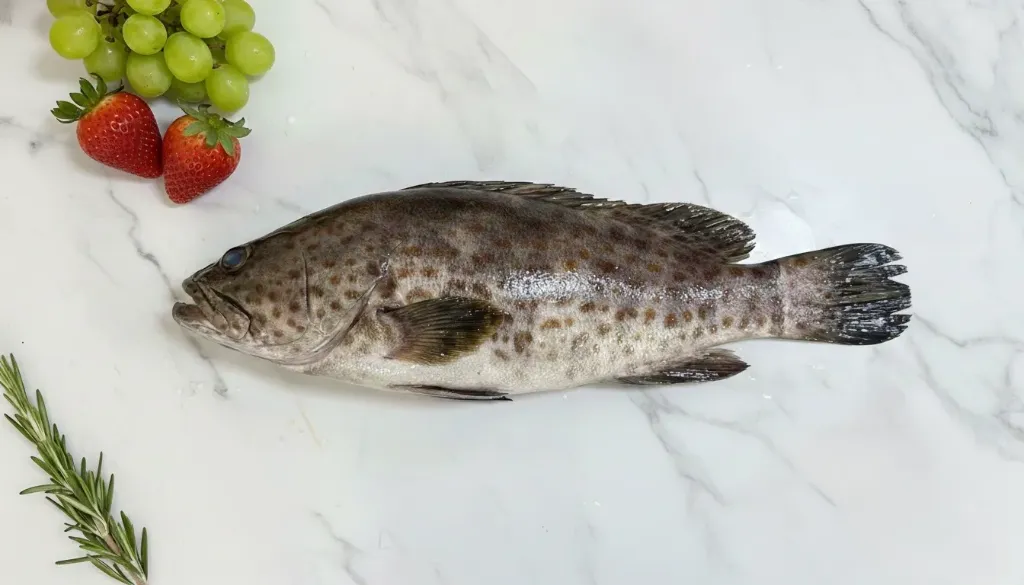 Rock Grouper (Kerapu Batu) 石斑 (+/- 1kg)