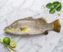 沙巴海石甲